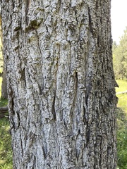 Populus angustifolia