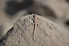 Microlophus