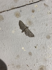 Eupithecia miserulata