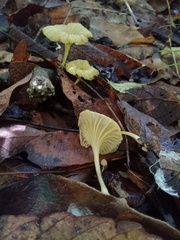 Marasmius
