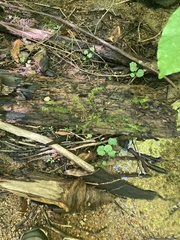 Thuidium