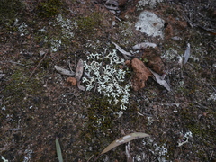 Xanthoparmelia semiviridis