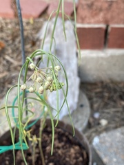Asclepias linearis