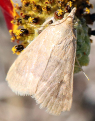 Achyra rantalis