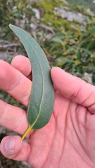 Eucalyptus globulus globulus