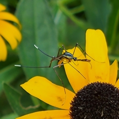 Toxorhynchites rutilus