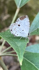 Megisba malaya sikkima