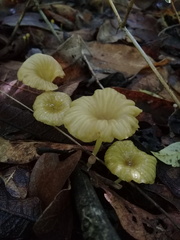 Marasmius