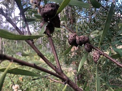 Hakea benthamii
