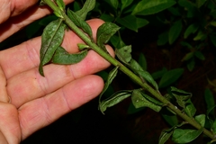 Baccharis multiflora