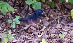 Pipilo erythrophthalmus