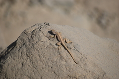 Microlophus