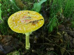 Amanita muscaria guessowii