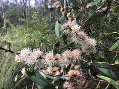 Hakea benthamii