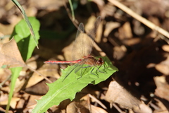 Sympetrum
