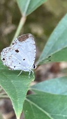 Megisba malaya sikkima