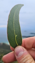Eucalyptus globulus globulus