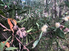 Hakea benthamii