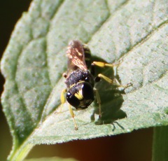 Ectemnius