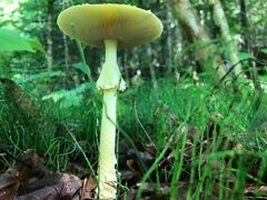 Amanita muscaria guessowii