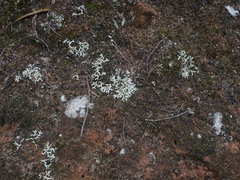 Xanthoparmelia semiviridis