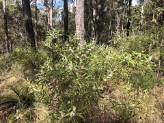 Hakea benthamii