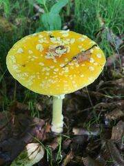 Amanita muscaria guessowii