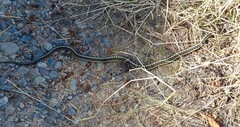 Thamnophis elegans