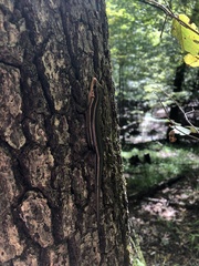 Plestiodon fasciatus