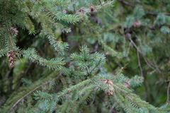 Picea engelmannii