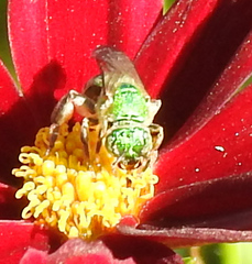 Agapostemon sericeus