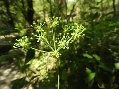 Bupleurum fruticosum