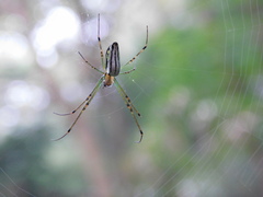 Leucauge decorata