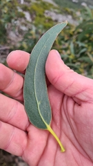 Eucalyptus globulus globulus