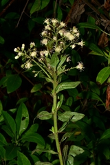 Baccharis multiflora