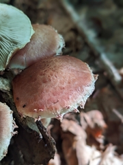 Pholiota polychroa