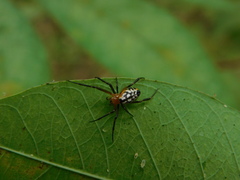Leucauge fastigata
