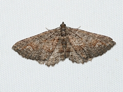 Eucymatoge scotodes