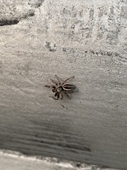 Eris militaris