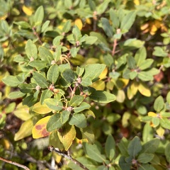 Rhododendron columbianum