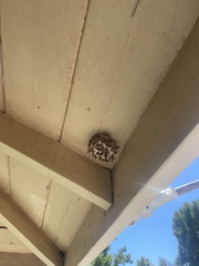 Polistes exclamans