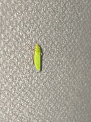 Draeculacephala robinsoni