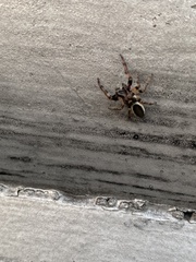 Eris militaris