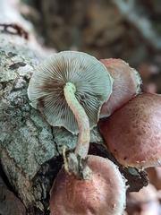 Pholiota polychroa