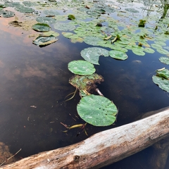 Nelumbo lutea