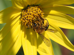 Andrena helianthi