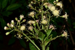 Baccharis multiflora