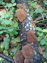 Hexagonia tenuis