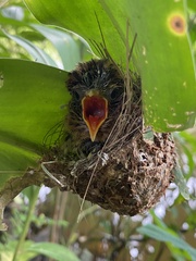 Cacomantis merulinus