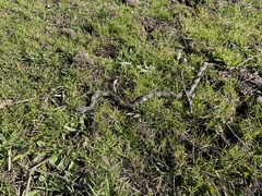 Philodryas chamissonis